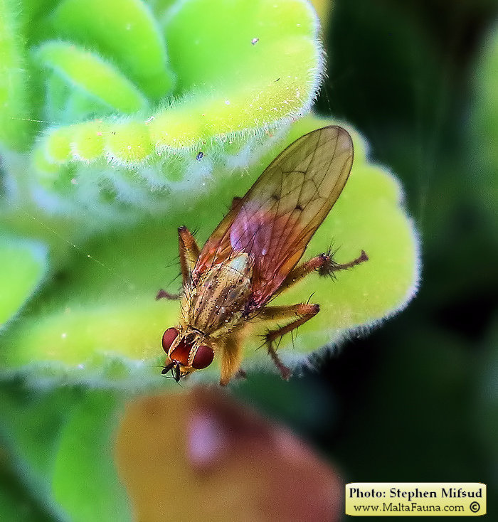 Scathophaga stercoraria (Yellow Dung Fly). This page is part of www.MaltaWildPlants.com website by Stephen Mifsud, Malta