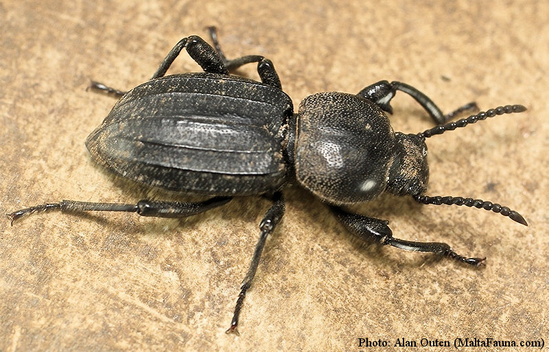Scaurus striatus (English name not known). This page is part of www.MaltaWildPlants.com website by Stephen Mifsud, Malta
