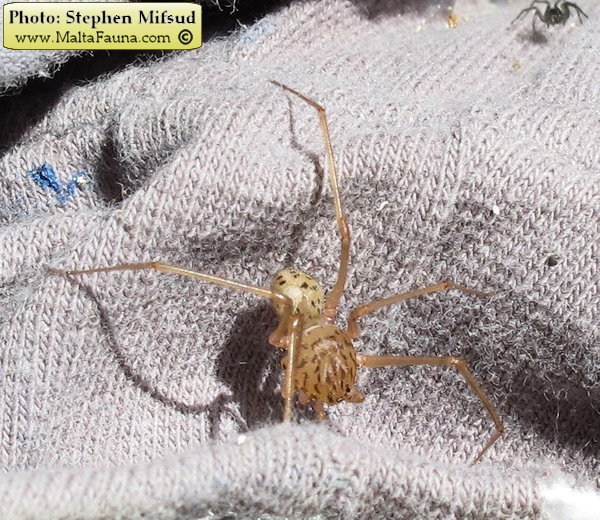 Scytodes thoracica (Spitting spider). This page is part of www.MaltaWildPlants.com website by Stephen Mifsud, Malta
