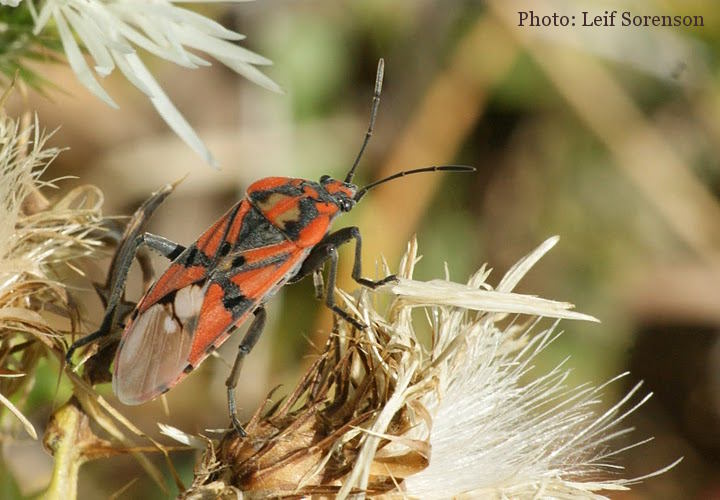 Spilostethus pandurus (Soldier Bug). This page is part of www.MaltaWildPlants.com website by Stephen Mifsud, Malta