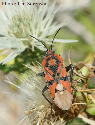 Spilostethus pandurus (Soldier Bug). This page is part of www.MaltaWildPlants.com website by Stephen Mifsud, Malta