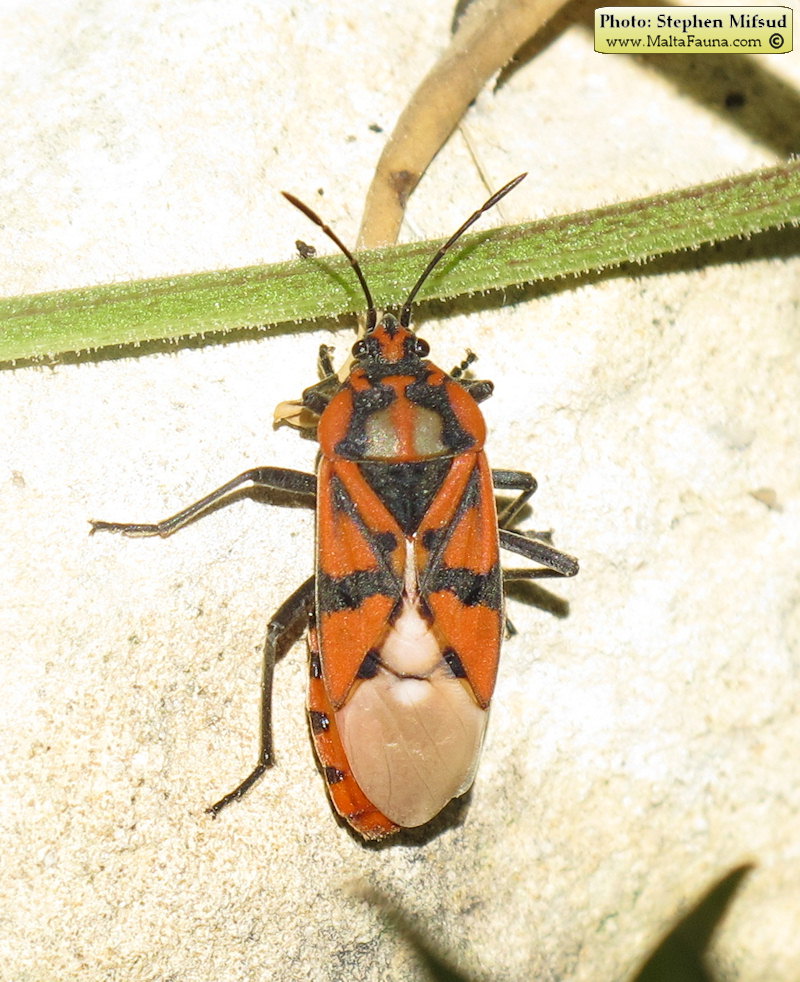 Spilostethus pandurus (Soldier Bug). This page is part of www.MaltaWildPlants.com website by Stephen Mifsud, Malta