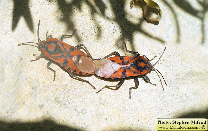 Spilostethus pandurus (Soldier Bug). This page is part of www.MaltaWildPlants.com website by Stephen Mifsud, Malta