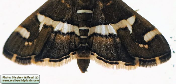 Spoladea recurvalis (Hawaiian Beet webworm ). This page is part of www.MaltaWildPlants.com website by Stephen Mifsud, Malta