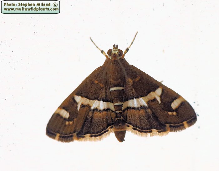 Spoladea recurvalis (Hawaiian Beet webworm ). This page is part of www.MaltaWildPlants.com website by Stephen Mifsud, Malta