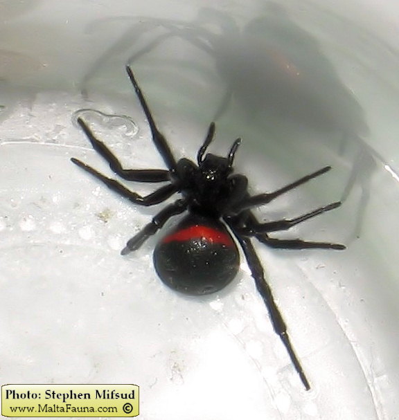 Steatoda paykulliana (False Black Widow). This page is part of www.MaltaWildPlants.com website by Stephen Mifsud, Malta