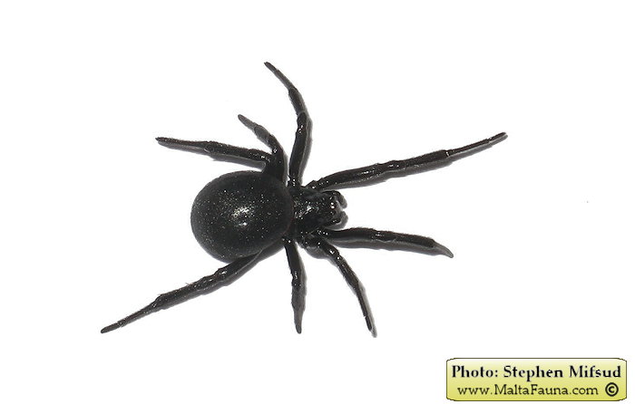 Steatoda paykulliana (False Black Widow). This page is part of www.MaltaWildPlants.com website by Stephen Mifsud, Malta