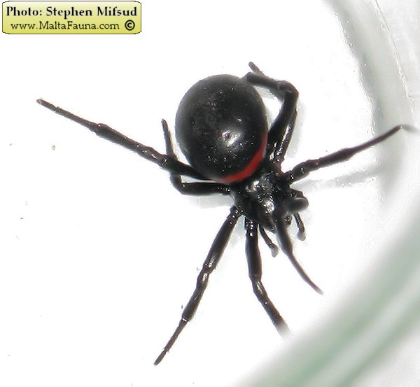 Steatoda paykulliana (False Black Widow). This page is part of www.MaltaWildPlants.com website by Stephen Mifsud, Malta
