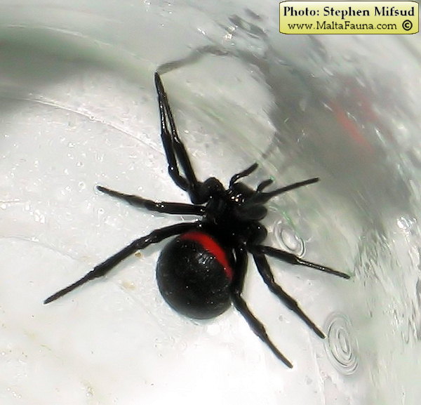 Steatoda paykulliana (False Black Widow). This page is part of www.MaltaWildPlants.com website by Stephen Mifsud, Malta