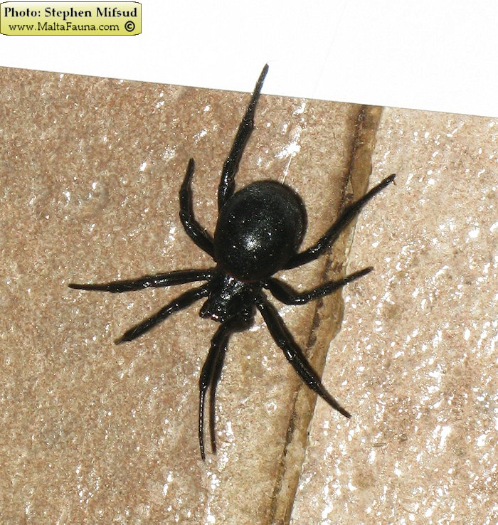 Steatoda paykulliana (False Black Widow). This page is part of www.MaltaWildPlants.com website by Stephen Mifsud, Malta