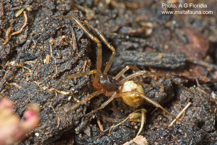 Steatoda triangulosa (Triangulate Cobweb Spider). This page is part of www.MaltaWildPlants.com website by Stephen Mifsud, Malta
