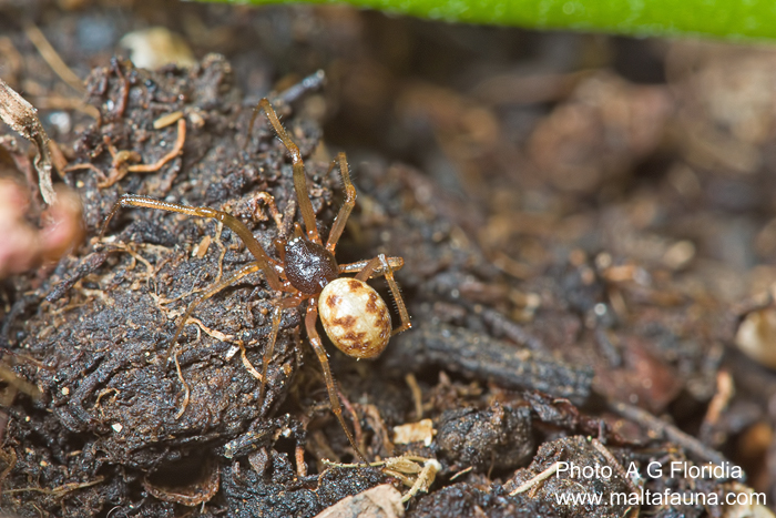 Steatoda triangulosa (Triangulate Cobweb Spider). This page is part of www.MaltaWildPlants.com website by Stephen Mifsud, Malta