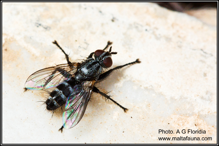 Stevenia deceptoria (Grizzled Woodlouse-Fly). This page is part of www.MaltaWildPlants.com website by Stephen Mifsud, Malta