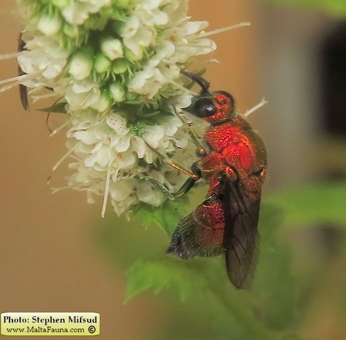 Stilbum cyanurum (Large cuckoo wasp). This page is part of www.MaltaWildPlants.com website by Stephen Mifsud, Malta