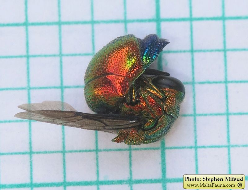 Stilbum cyanurum (Large cuckoo wasp). This page is part of www.MaltaWildPlants.com website by Stephen Mifsud, Malta