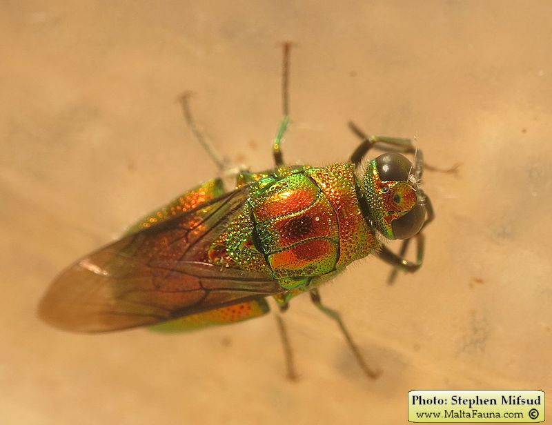 Stilbum cyanurum (Large cuckoo wasp). This page is part of www.MaltaWildPlants.com website by Stephen Mifsud, Malta