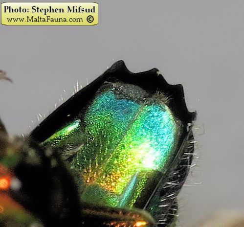Stilbum cyanurum (Large cuckoo wasp). This page is part of www.MaltaWildPlants.com website by Stephen Mifsud, Malta