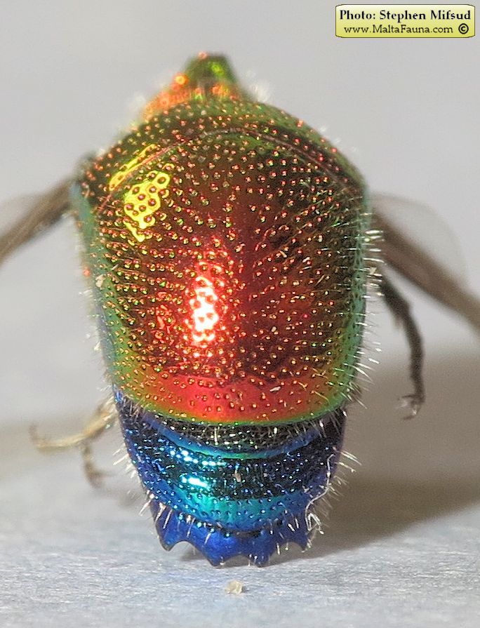 Stilbum cyanurum (Large cuckoo wasp). This page is part of www.MaltaWildPlants.com website by Stephen Mifsud, Malta