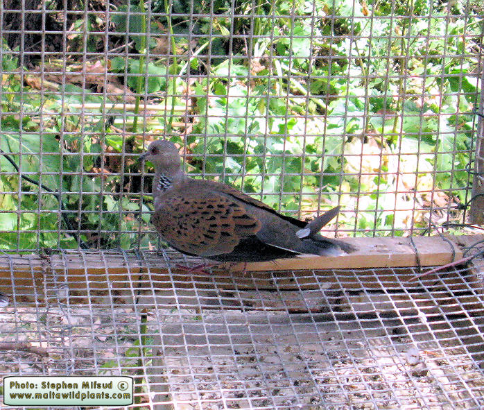 Streptopelia turtur (Turtle Dove). This page is part of www.MaltaWildPlants.com website by Stephen Mifsud, Malta