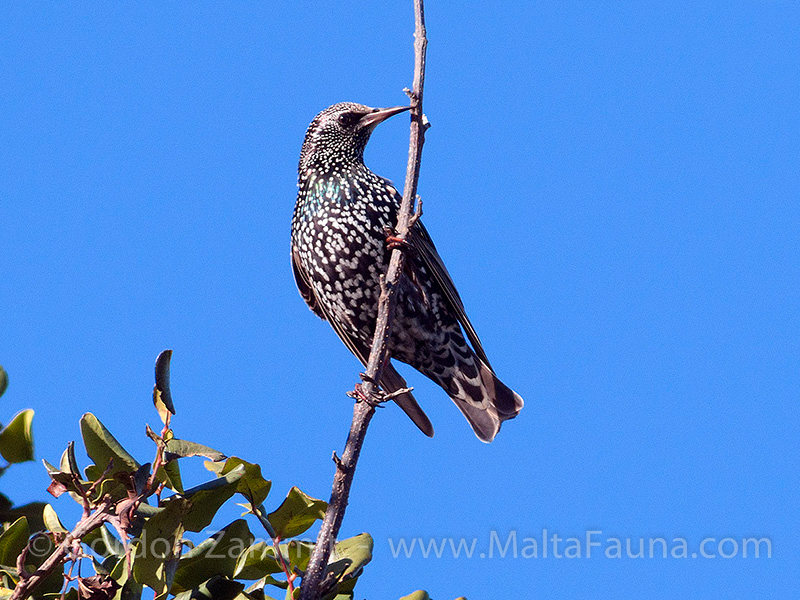 Sturnus vulgaris (Common Starling). This page is part of www.MaltaWildPlants.com website by Stephen Mifsud, Malta