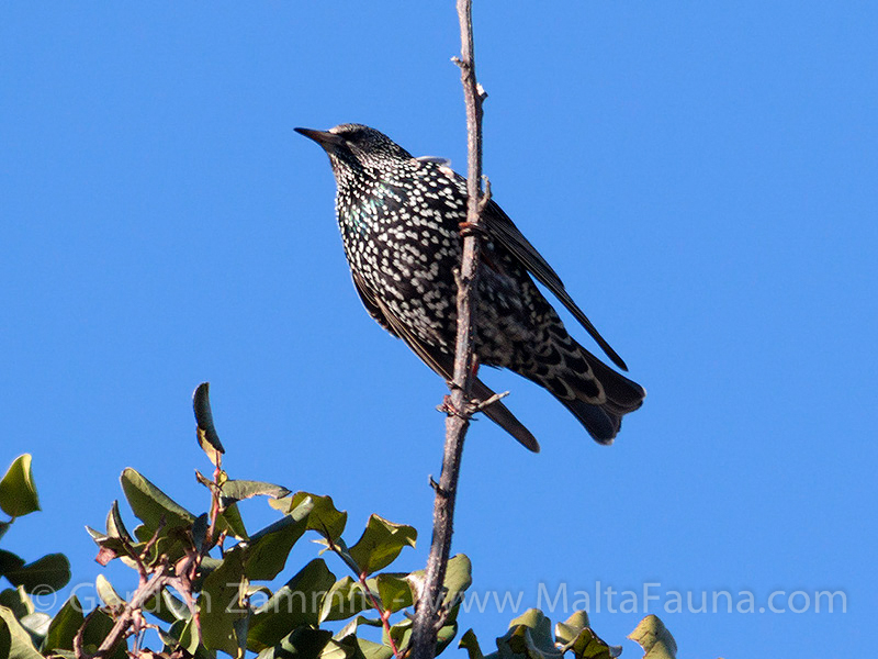 Sturnus vulgaris (Common Starling). This page is part of www.MaltaWildPlants.com website by Stephen Mifsud, Malta