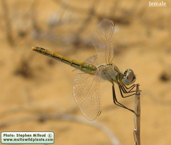 Sympetrum fonscolombii (Red-veined darter). This page is part of www.MaltaWildPlants.com website by Stephen Mifsud, Malta