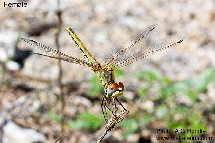 Sympetrum fonscolombii (Red-veined darter). This page is part of www.MaltaWildPlants.com website by Stephen Mifsud, Malta