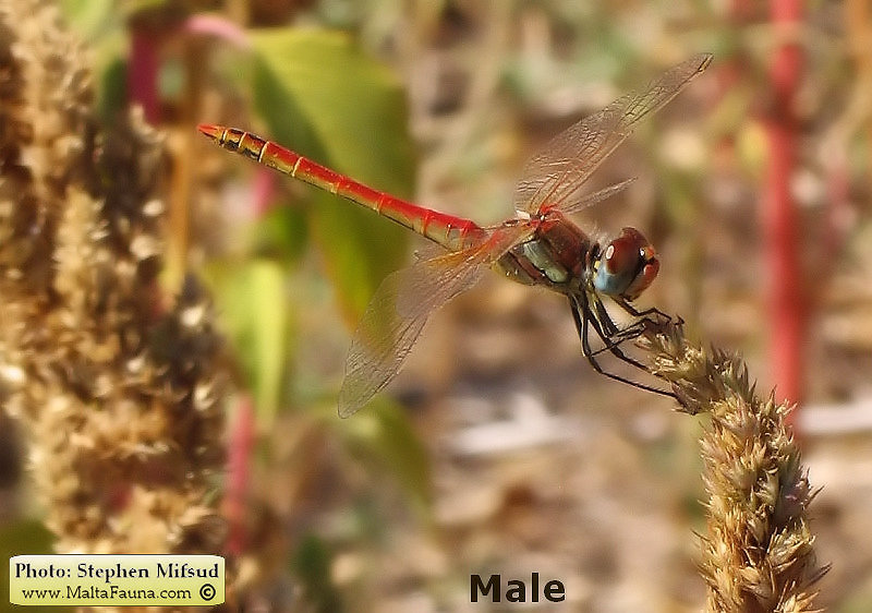 Sympetrum fonscolombii (Red-veined darter). This page is part of www.MaltaWildPlants.com website by Stephen Mifsud, Malta