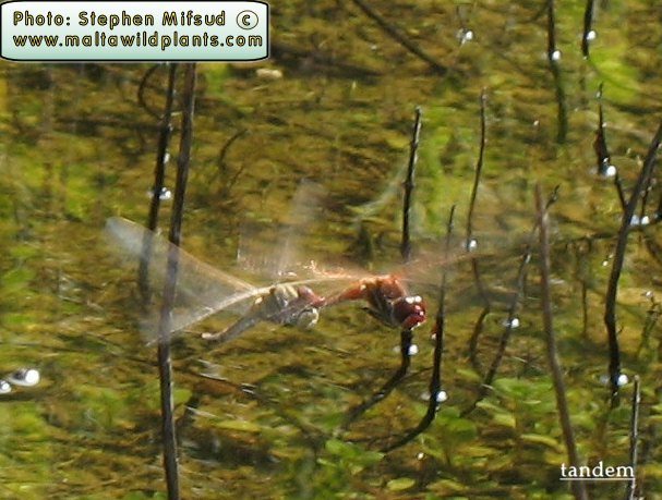 Sympetrum fonscolombii (Red-veined darter). This page is part of www.MaltaWildPlants.com website by Stephen Mifsud, Malta