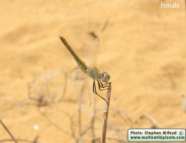 Sympetrum fonscolombii (Red-veined darter). This page is part of www.MaltaWildPlants.com website by Stephen Mifsud, Malta