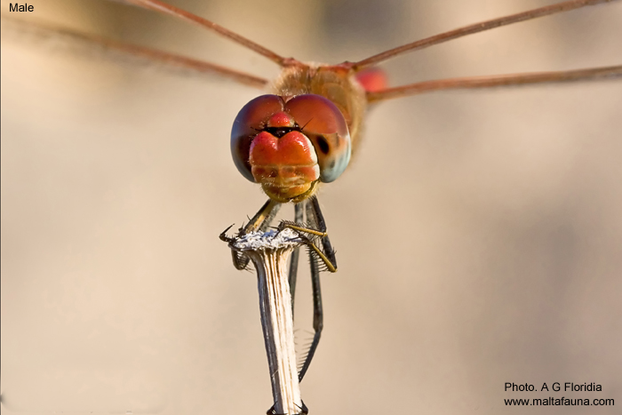 Sympetrum fonscolombii (Red-veined darter). This page is part of www.MaltaWildPlants.com website by Stephen Mifsud, Malta