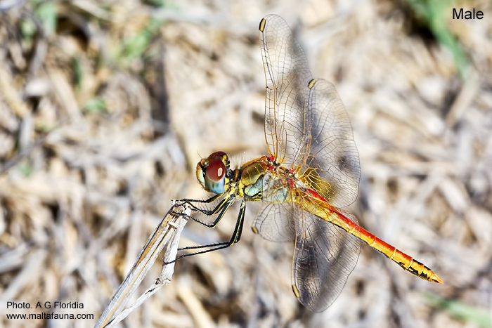 Sympetrum fonscolombii (Red-veined darter). This page is part of www.MaltaWildPlants.com website by Stephen Mifsud, Malta