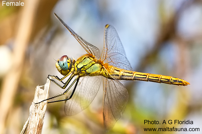 Sympetrum fonscolombii (Red-veined darter). This page is part of www.MaltaWildPlants.com website by Stephen Mifsud, Malta