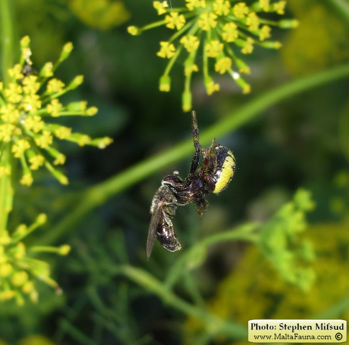 Synema globosum (Napoleon Spider). This page is part of www.MaltaWildPlants.com website by Stephen Mifsud, Malta