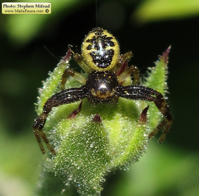 Synema globosum (Napoleon Spider). This page is part of www.MaltaWildPlants.com website by Stephen Mifsud, Malta