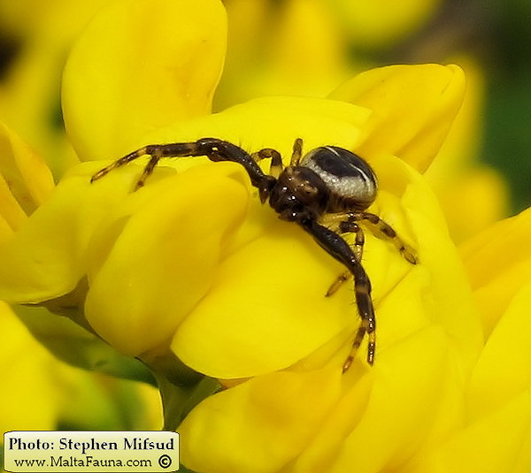 Synema globosum (Napoleon Spider). This page is part of www.MaltaWildPlants.com website by Stephen Mifsud, Malta
