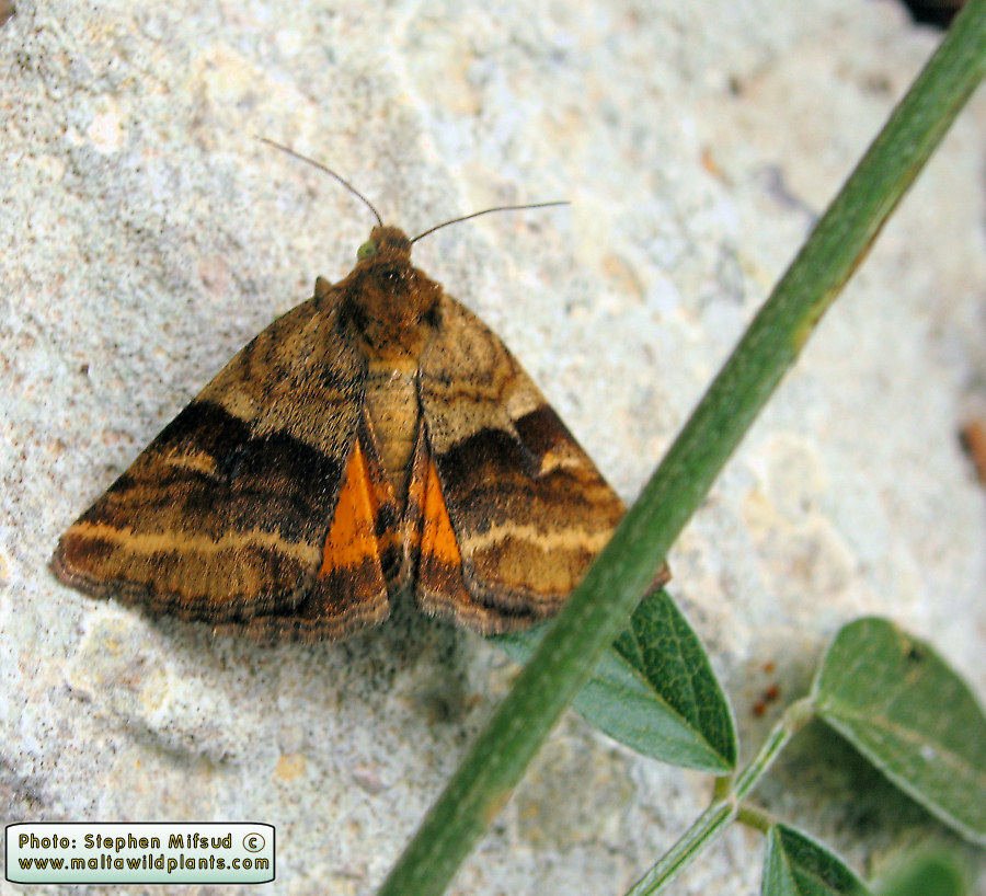 Synthymia fixa (Goldwing). This page is part of www.MaltaWildPlants.com website by Stephen Mifsud, Malta
