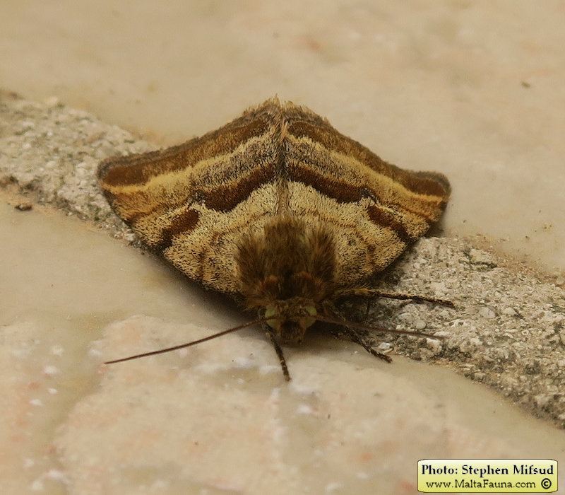 Synthymia fixa (Goldwing). This page is part of www.MaltaWildPlants.com website by Stephen Mifsud, Malta
