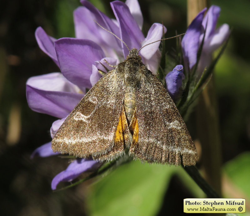 Synthymia fixa (Goldwing). This page is part of www.MaltaWildPlants.com website by Stephen Mifsud, Malta