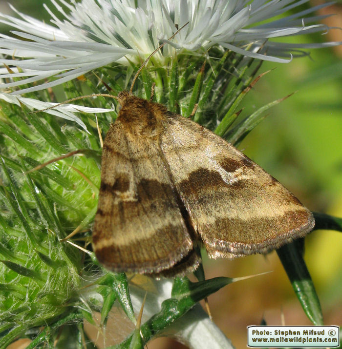 Synthymia fixa (Goldwing). This page is part of www.MaltaWildPlants.com website by Stephen Mifsud, Malta