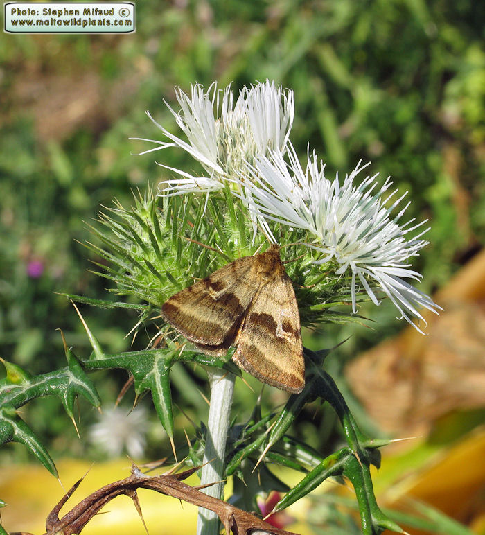 Synthymia fixa (Goldwing). This page is part of www.MaltaWildPlants.com website by Stephen Mifsud, Malta