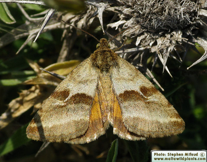 Synthymia fixa (Goldwing). This page is part of www.MaltaWildPlants.com website by Stephen Mifsud, Malta