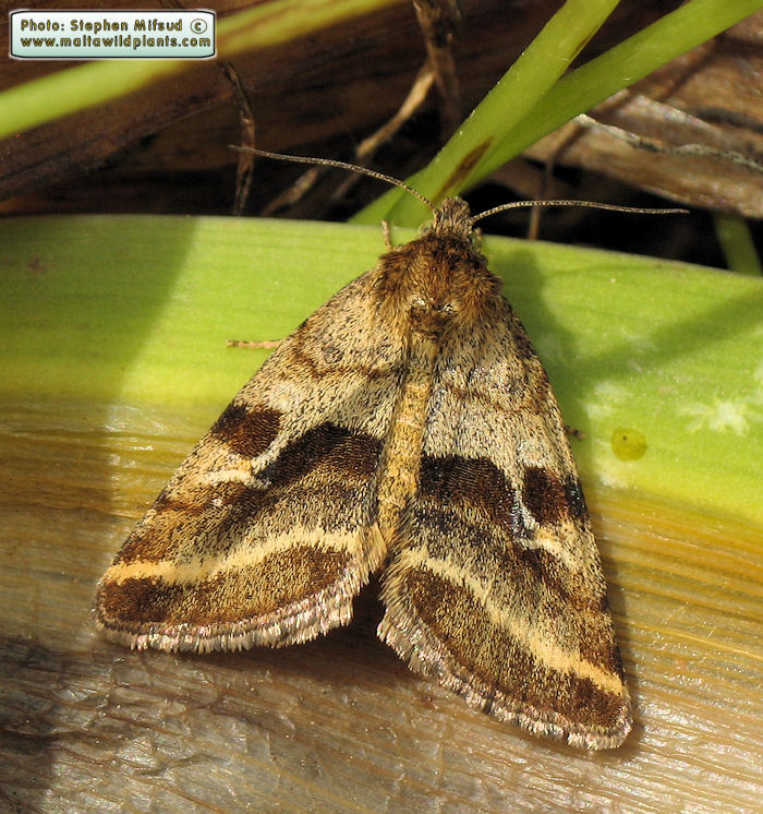 Synthymia fixa (Goldwing). This page is part of www.MaltaWildPlants.com website by Stephen Mifsud, Malta