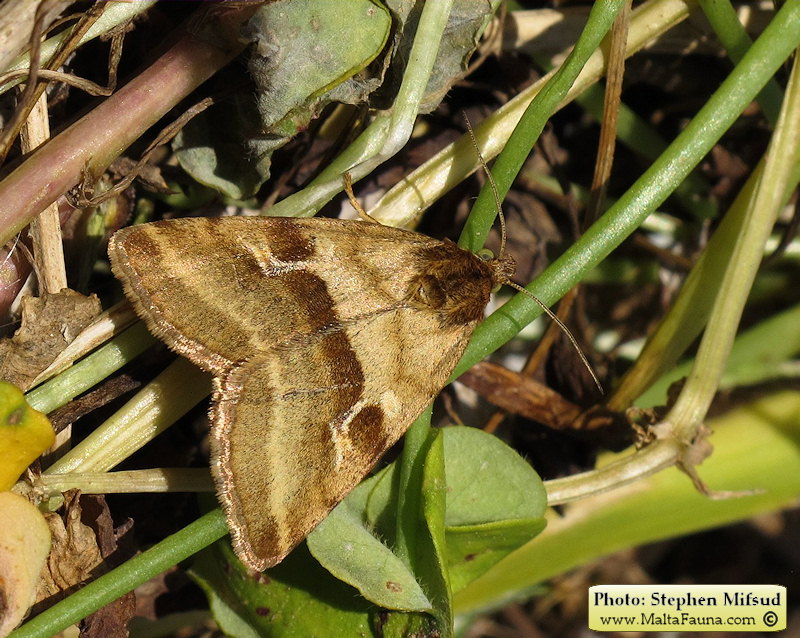 Synthymia fixa (Goldwing). This page is part of www.MaltaWildPlants.com website by Stephen Mifsud, Malta