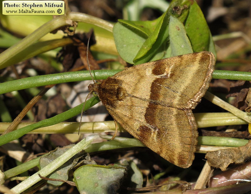 Synthymia fixa (Goldwing). This page is part of www.MaltaWildPlants.com website by Stephen Mifsud, Malta