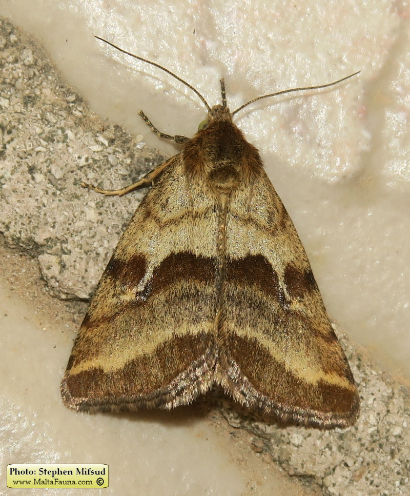 Synthymia fixa (Goldwing). This page is part of www.MaltaWildPlants.com website by Stephen Mifsud, Malta