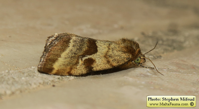Synthymia fixa (Goldwing). This page is part of www.MaltaWildPlants.com website by Stephen Mifsud, Malta