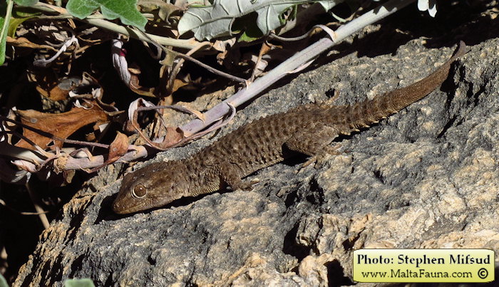Tarentola mauritanica (Moorish Wall Gecko). This page is part of www.MaltaWildPlants.com website by Stephen Mifsud, Malta