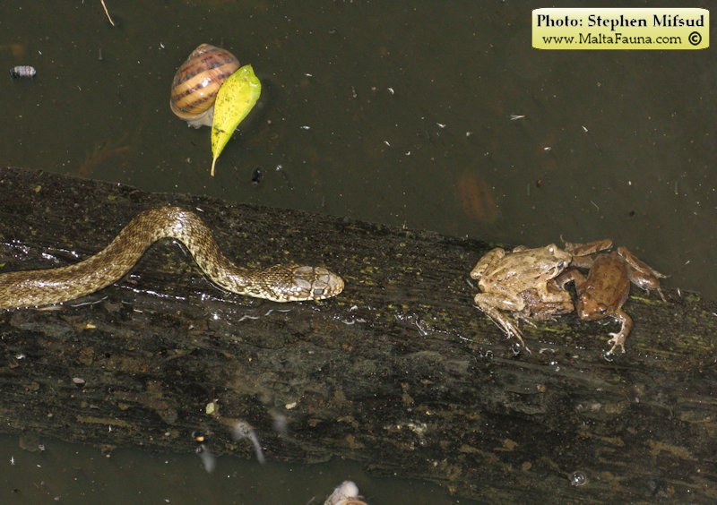 Telescopus fallax (European Cat Snake). This page is part of www.MaltaWildPlants.com website by Stephen Mifsud, Malta