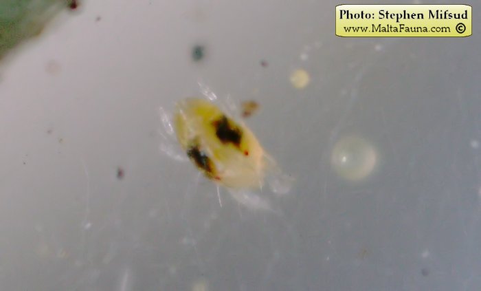 Tetranychus urticae (Two-spotted spider mite). This page is part of www.MaltaWildPlants.com website by Stephen Mifsud, Malta